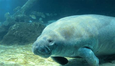 Florida manatee | Mote Marine Laboratory & Aquarium