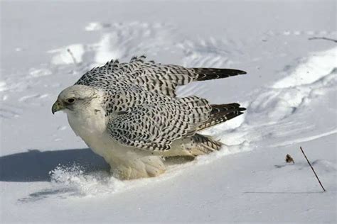 Arctic Birds: Masters of Survival (Species & Adaptations) - Nature Roamer