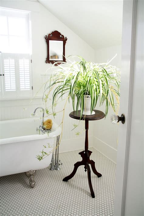 10 plantas de interior para baños