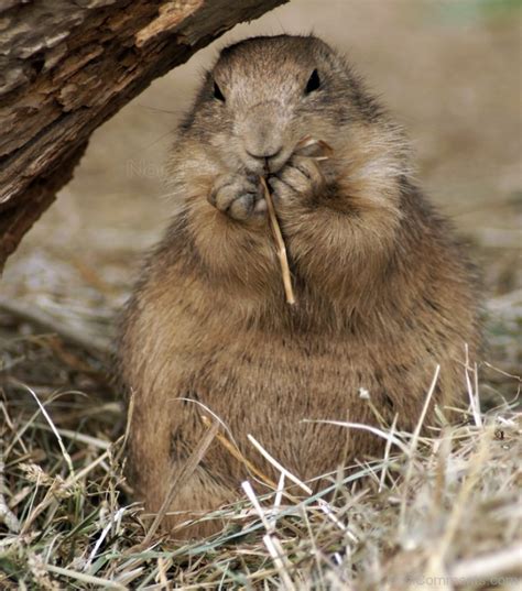 Animal Gopher Image - Desi Comments