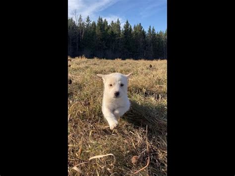 Amazing German Shepherd Great Pyrenees PUPPIES | Dogs & Puppies for Rehoming | Ottawa | Kijiji