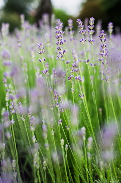 Premium Photo | A field of lavender flowers