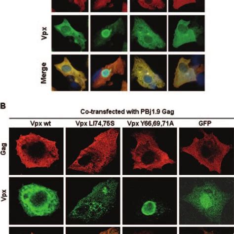 The Vpx And Gag Proteins Of Sivsmpbj19 Co Localize In The Cytoplasm