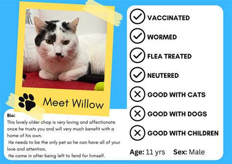 Willow Sunshine Cat Rescue