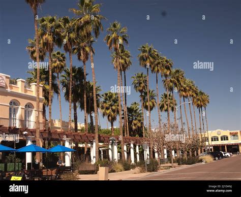 North San Marcos Place In Downtown Chandler Arizona Lined With Palm