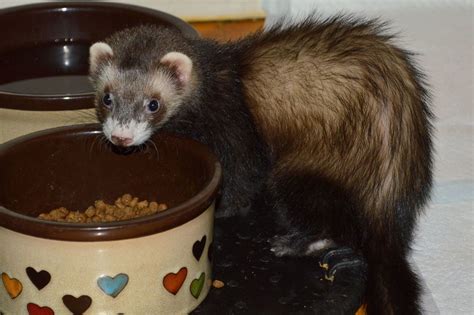 Care Sheet: Ferrets - Ferrets and Friends, LLC