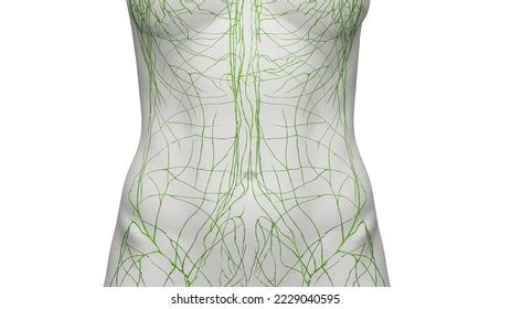 Female Groin Lymph Nodes Stock Photos 2 Images Shutterstock