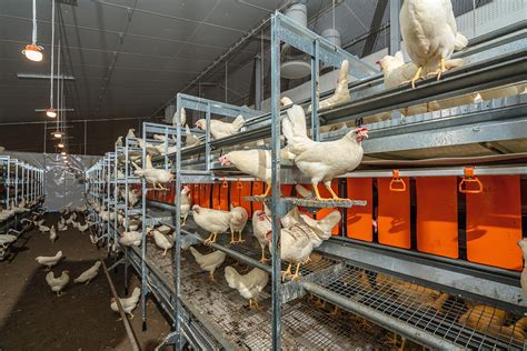 Aviary Systems Tried And Tested For Barn Egg Production Free Range