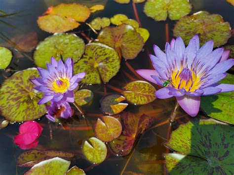 How to Grow Water Lilies At Home - The Tropical Grower