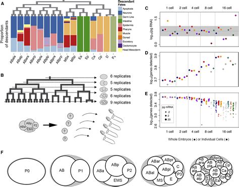 A Transcriptional Lineage Of The Early C Elegans Embryo Developmental