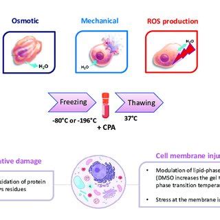 Examples And Characteristics Of The Most Common Cryoprotective Agents