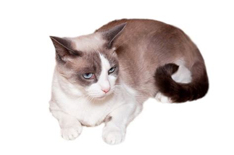 Snowshoe Cat Breed Information and Pictures - PetGuide | PetGuide