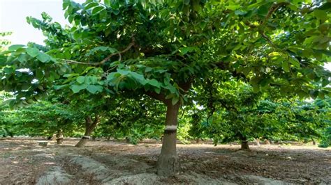 How to Grow Cherimoya Tree - Forestry.com