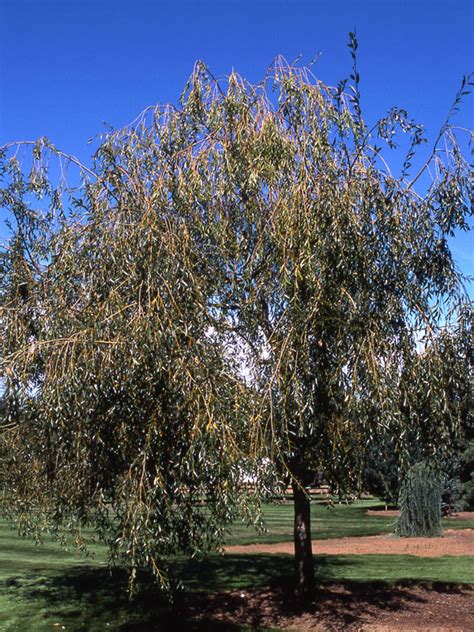 Prairie Cascade Weeping Willow J Frank Schmidt And Son Co