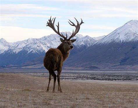 History of Red Stag in New Zealand - RedStagHuntingNewZealand.com ...