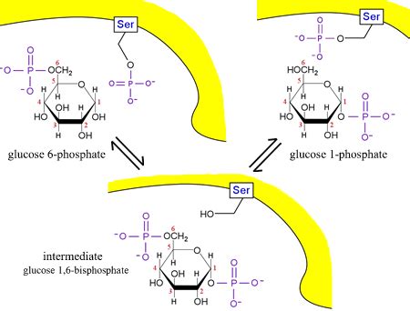 Phosphoglucomutase; Glucose Phosphomutase