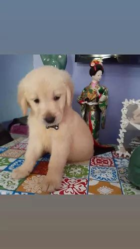 Golden Retriever Macho Pra Entrega Imediata Parcelamento Sem Juros