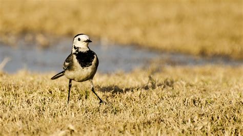 White Wagtail First Winter The White Wagtail Motacilla Flickr