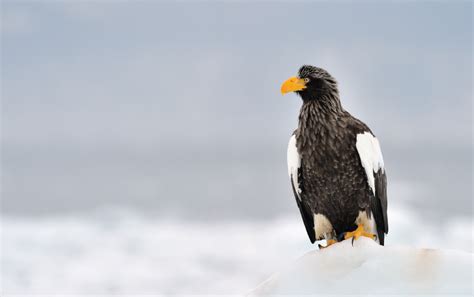 Birdwatching in Hokkaido - Regency Group Inc | Luxury Travel to Japan