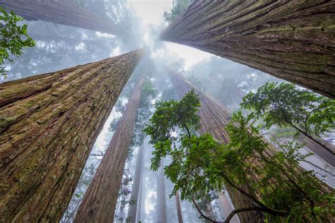 The Complete Guide to Visiting Redwood National Park - The Planet D