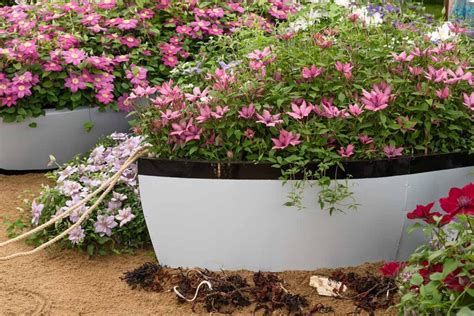 How To Grow Clematis In Containers Gardeners Path