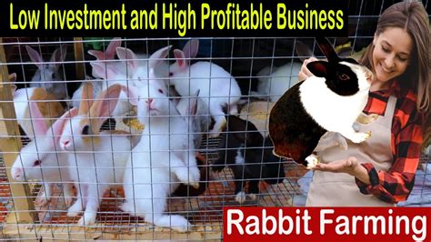 Rabbit Farming Business Plan How To Start Business Rabbit Farm