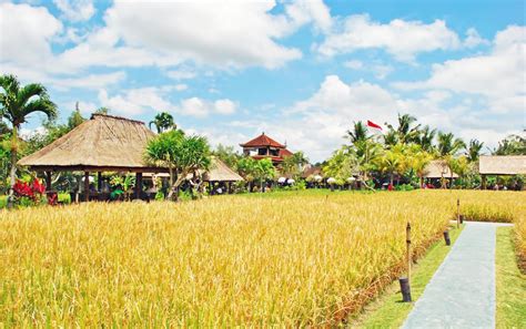 Bebek Tepi Sawah Restaurant Ubud Travel Login