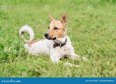 Adorable Mixed Breed Shepherd Dog Laying In The Grass In The Summer Day