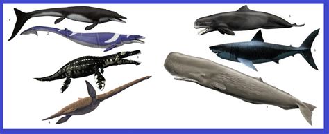 Marine Predators by Homero13 on DeviantArt