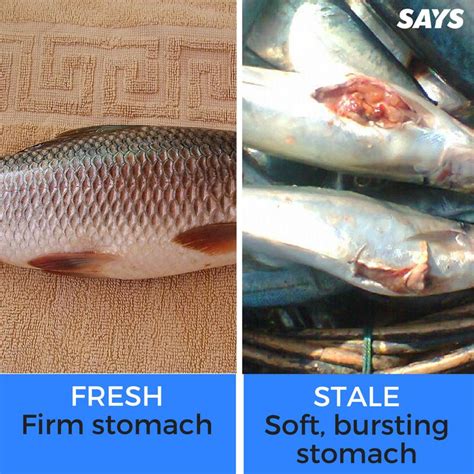 How Can You Tell The Difference Between Fresh And Old Fish