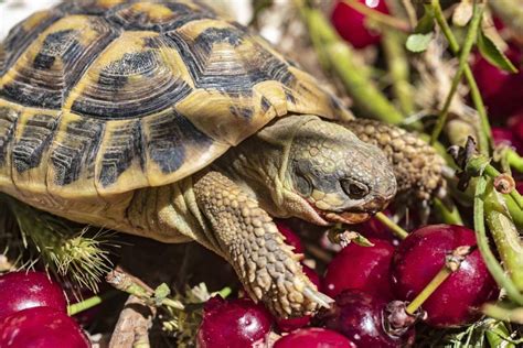 Paquerette Pour Tortue Garcon