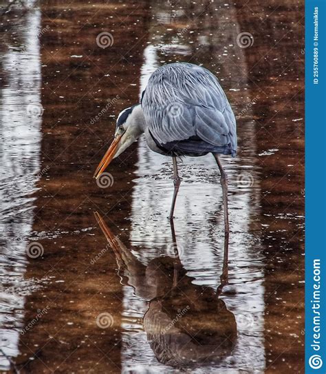 Gray Heron is Hunting for Fish in Lake Stock Image - Image of heron ...