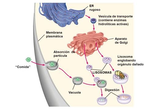 Cuáles son las partes del Aparato de Golgi