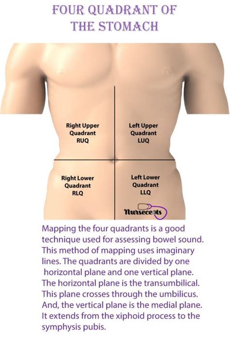 11 Facts About The Gastrointestinal System Every Nursing Student Should