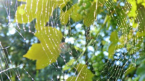 Spider Web Cobweb Nature Free Photo On Pixabay Pixabay