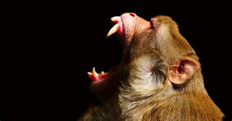 Monkey Teeth Everything You Need To Know A Z Animals