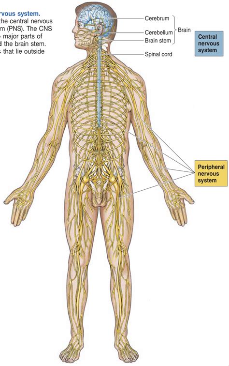 Divisions Of The Peripheral Nervous System Diagram 063 The D