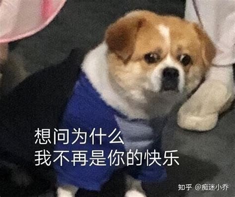 狗狗轻咬主人，你该不会认为它没事找事吧？ 知乎