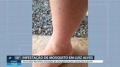 Nsc Not Cias Sc Infesta O Do Mosquito Maruim Faz Munic Pio De Luiz