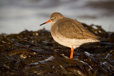 Common Redshank Pictures and Photos - Photography - Bird | Wildlife ...