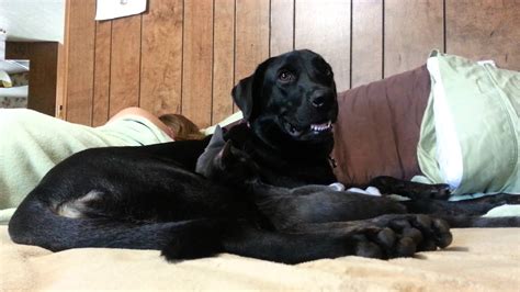 Black Lab And Kitten Cuddling Youtube