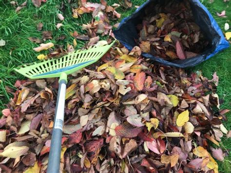 Easy Steps to Make Leafmould Compost - Scotland Grows Magazine