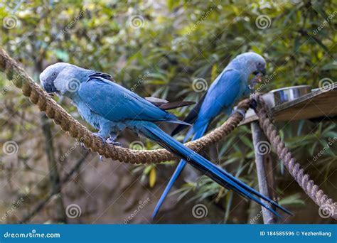 The Spix`s macaw stock photo. Image of little, spixii - 184585596