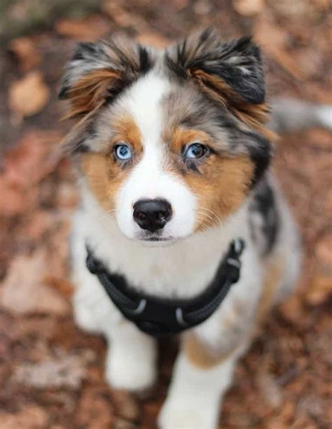 Husky Mix Golden Retriever