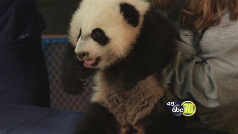 Smithsonian National Zoo to debut baby panda - ABC30 Fresno