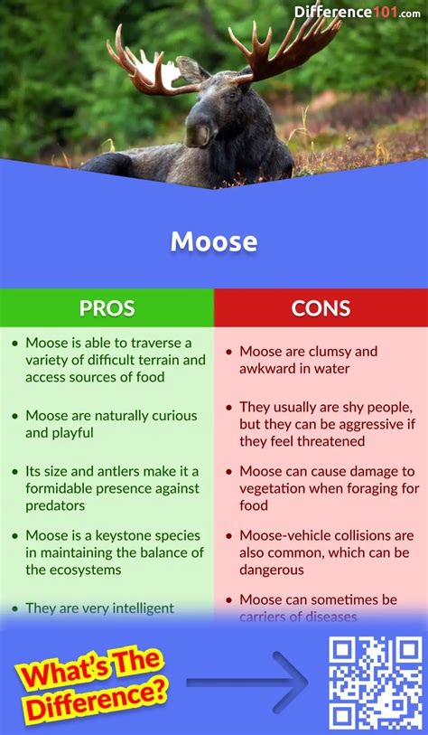 Elk Vs Moose Key Differences Explained Measuringknowhow