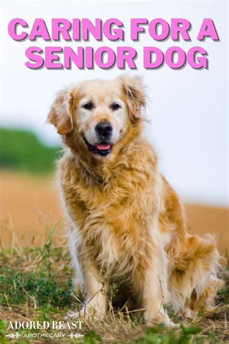 Caring For A Senior Dog Important Pieces Of Advice In 2023 Senior