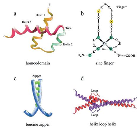 Transcription Factors Tf