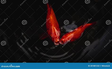 Dos Peces Rojos Que Nadan En Un Agua Negra Foto De Archivo Imagen De