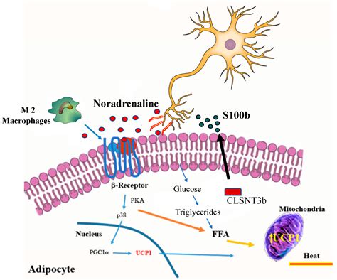 Ijms Free Full Text The Beige Adipocyte As A Therapy For Metabolic